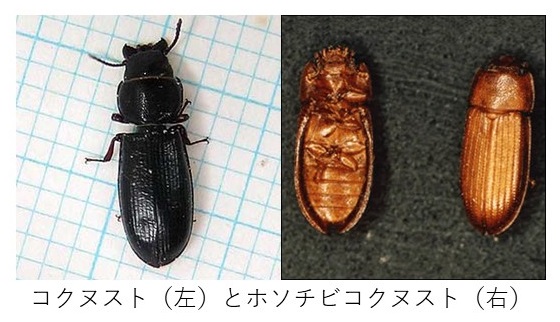 コクヌストとホソチビコクヌスト