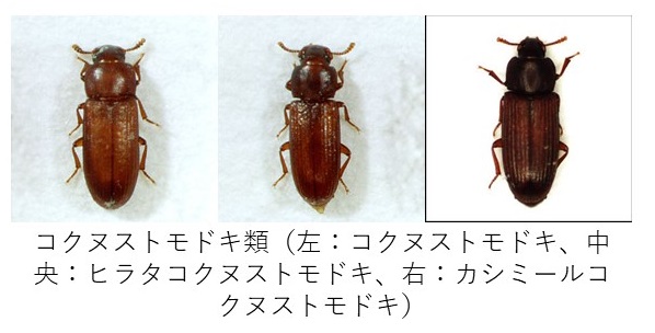 コクヌストモドキ類