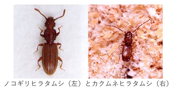 ノコギリヒラタムシトカクムネヒラタムシ