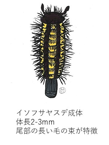 イソフサヤスデ成体