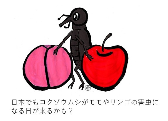 コクゾウムシがモモやリンゴの害虫に？