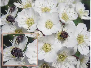 ヒメマルカツオブシムシ