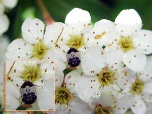 シロオビマルカツオブシムシ