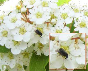 マメゾウムシの１種