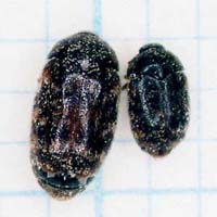 ヒメアカカツオブシムシの成虫