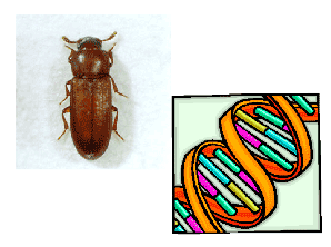話題のコクヌストモドキ