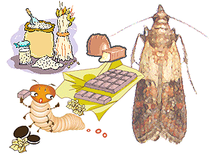 ノシメマダラメイガの混入