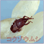コクゾウムシ