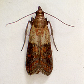 ノシメマダラメイガ