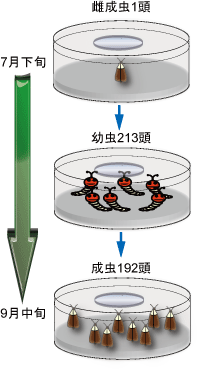 1頭の雌成虫から約200頭に増えた