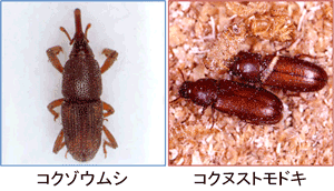 コクゾウムシとコクヌストモドキ