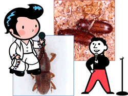 スターと一発屋