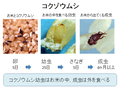コクゾウムシの一生