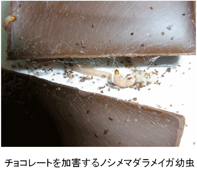 チョコレートを加害するノシメマダラメイガ幼虫