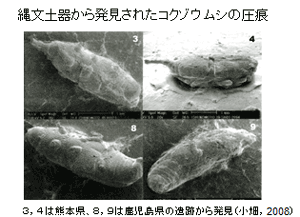 土器に姿を残すコクゾウムシ