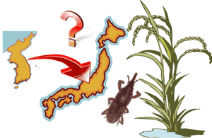 朝鮮半島から来たのではなかった？