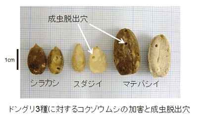 ドングリで発育するの？