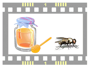 蜂蜜にハエ
