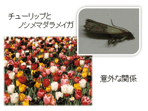 チューリップとノシメマダラメイガ