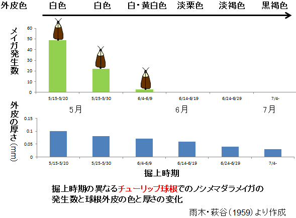 堀取時期の異なるチューリップ球根でのノシメマダラメイガの発生数と球根外皮の色と厚さの変化