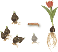 ノシメマダラメイガの知恵