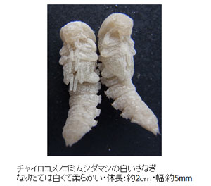 チャイロコメノゴミムシダマシの白い蛹