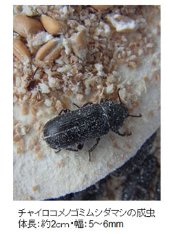 チャイロコメノゴミムシダマシの成虫