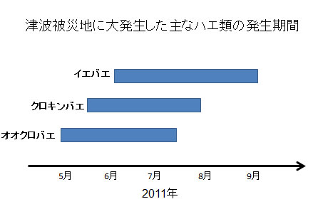 津波被災地に大発生した主なハエ類の発生期間