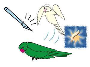 インコに侵入