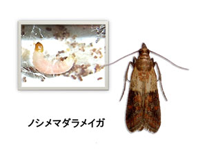 ノシメマダラメイガの侵入