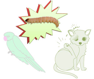 動物体内に侵入したノシメマダラメイガ