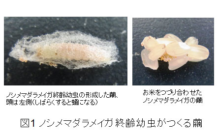 ノシメマダラメイガ終齢幼虫がつくる繭