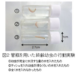 管瓶を用いた終齢幼虫の行動実験