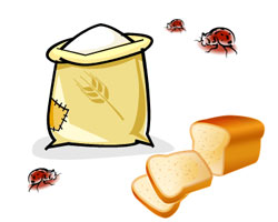 食品害虫の発生した小麦粉