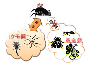 ダニは昆虫ではない