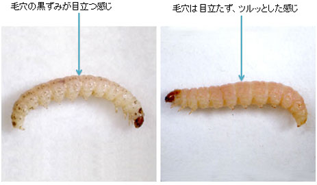 スジマダラメイガとノシメマダラメイガの幼虫比較