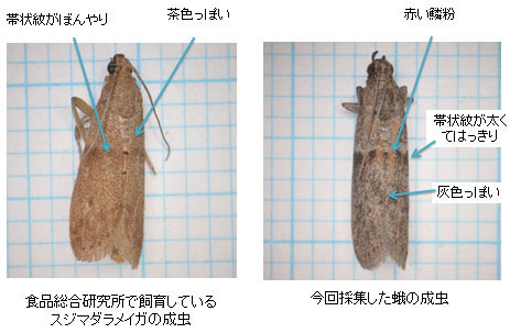 研究所の虫と採取した虫