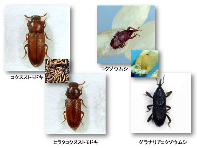 コクゾウムシ？