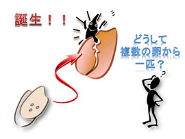 米１粒から成虫は１匹