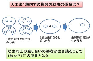 幼虫同士が殺し合い