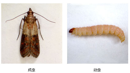 ノシメマダラメイガ