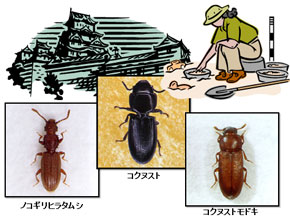遺跡から発見された虫たち