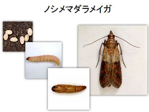 ノシメマダラメイガ