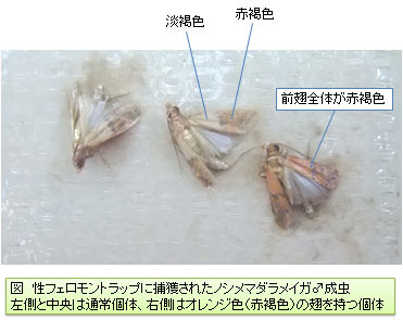 性フェロモントラップに捕獲されたノシメマダラメイガ