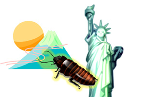 ヤマトゴキブリは、アメリカに定着するか