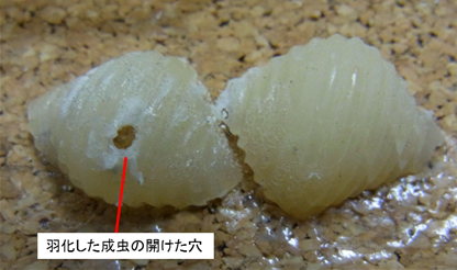壁掛け式写真入れの装飾に使われた貝殻型パスタ（コンキリエ）へのタバコシバンムシの被害