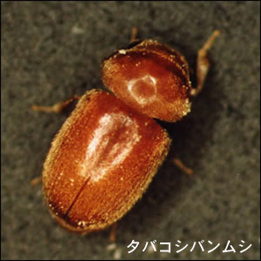 タバコシバンムシ
