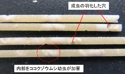 輸入スパゲティへのココクゾウムシの被害