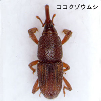 ココクゾウムシ