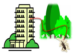 マンションの壁に大型カメムシ